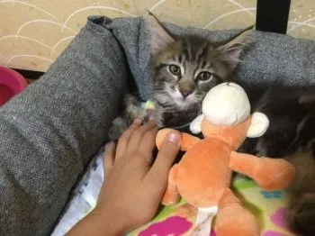 奥村実津昌 様のお迎えした子猫