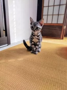 M.Y 様のお迎えした子猫