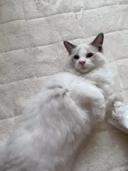 R.S 様のお迎えした子猫