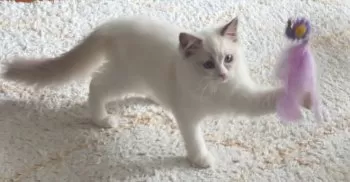 ながい 様のお迎えした子猫