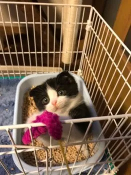 甚野泉 様のお迎えした子猫
