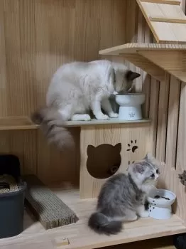 あゆか 様のお迎えした子猫