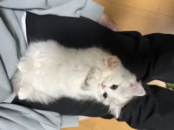 すず 様のお迎えした子猫