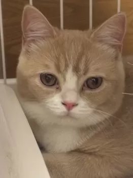 あきどん 様のお迎えした子猫