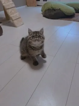 T.T 様のお迎えした子猫