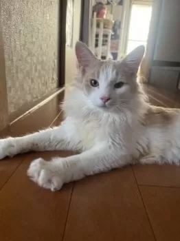 大熊猫 様のお迎えした子猫