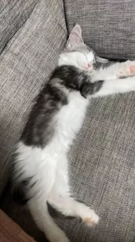 のんさん 様のお迎えした子猫