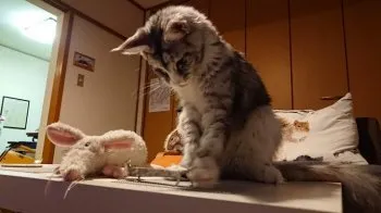 こうちゃん 様のお迎えした子猫