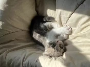 かなこ 様のお迎えした子猫