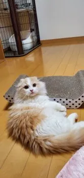 モコ 様のお迎えした子猫