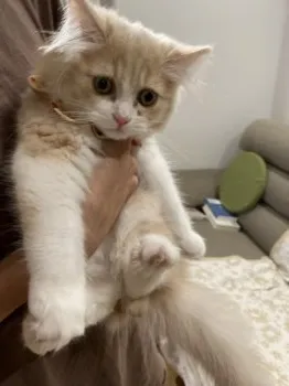 ゆうき 様のお迎えした子猫