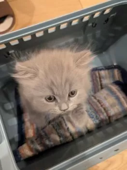 T.N 様のお迎えした子猫