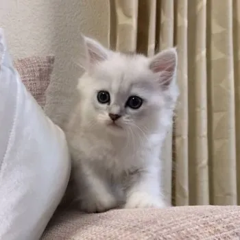 ぽぽ 様のお迎えした子猫