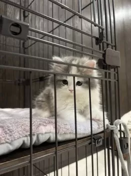Y.Y 様のお迎えした子猫