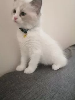 きょん 様のお迎えした子猫