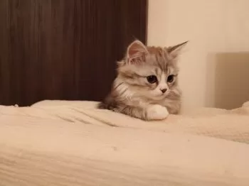 K.K 様のお迎えした子猫