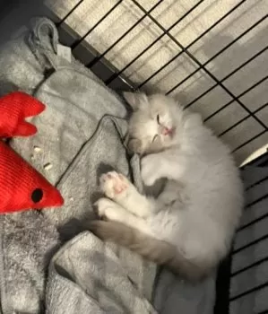 K.T 様のお迎えした子猫