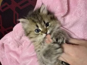 S.K 様のお迎えした子猫
