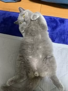K.A 様のお迎えした子猫