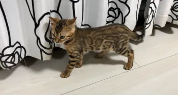 レイス 様のお迎えした子猫