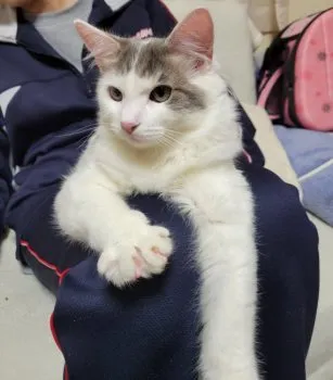RYOKO.T 様のお迎えした子猫
