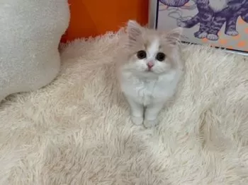 まさや 様のお迎えした子猫