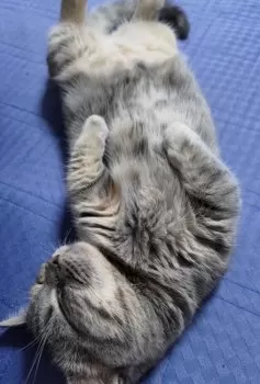 栗凪 様のお迎えした子猫