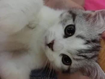 キース 様のお迎えした子猫