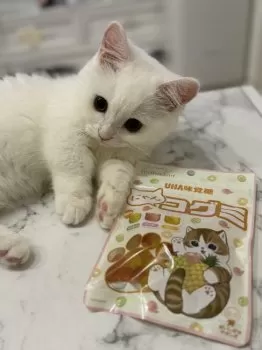 arisa 様のお迎えした子猫