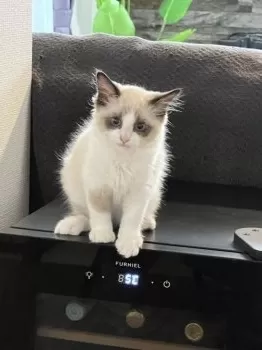 Y.H 様のお迎えした子猫