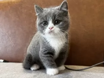 なっぷ 様のお迎えした子猫