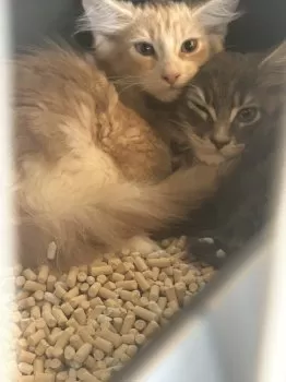 H・A 様のお迎えした子猫