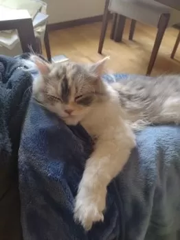 summer time 様のお迎えした子猫