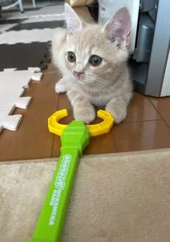 N.H 様のお迎えした子猫