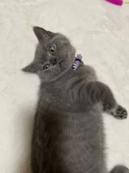 S.H 様のお迎えした子猫