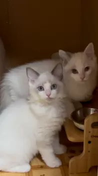 るい＆けい 様のお迎えした子猫