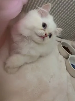 A.Y 様のお迎えした子猫