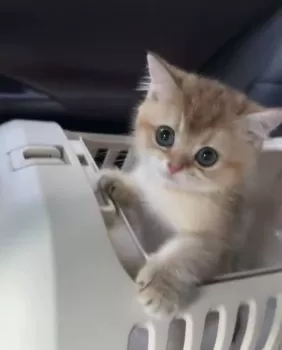 R.S 様のお迎えした子猫