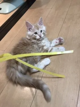 すずき 様のお迎えした子猫