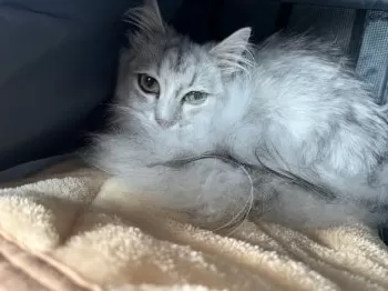 Y.M 様のお迎えした子猫