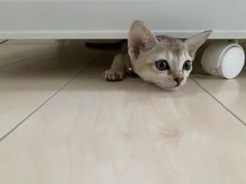n.k 様のお迎えした子猫