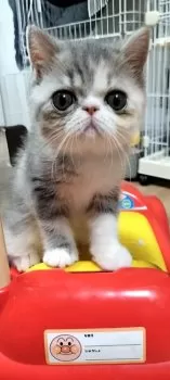 mm 様のお迎えした子猫