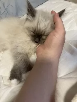 ててて 様のお迎えした子猫