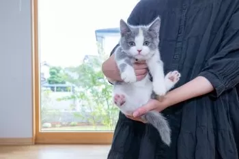 A.H 様のお迎えした子猫