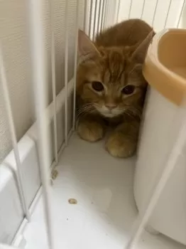 Y・K 様のお迎えした子猫