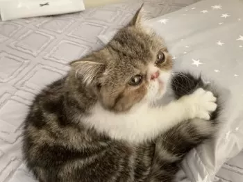 H.A 様のお迎えした子猫