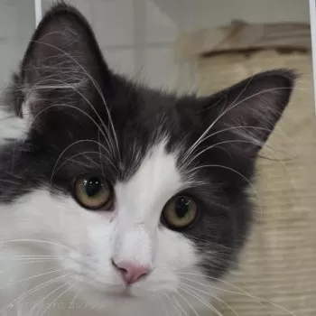 S.M 様のお迎えした子猫