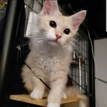MINT 様のお迎えした子猫