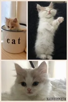 ゆき 様のお迎えした子猫