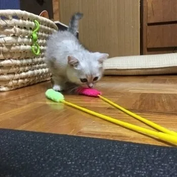 ゆず 様のお迎えした子猫